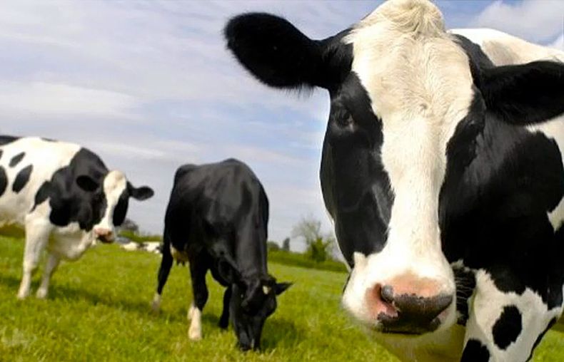 La producción láctea argentina cerró 2025 con 11.618 millones de litros históricos.