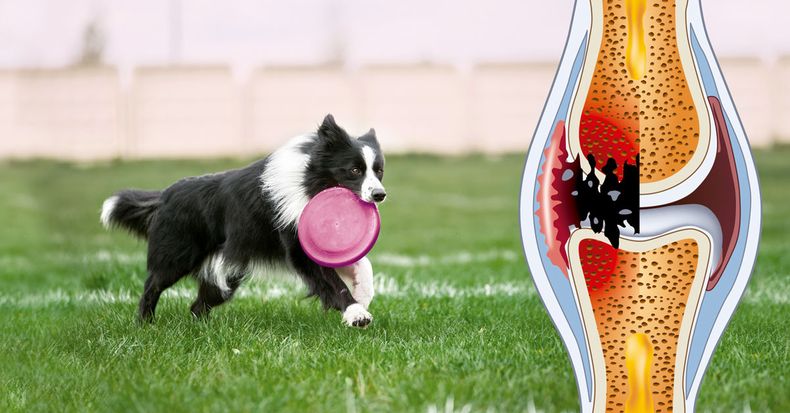 Portada Nota Artrosan.jpg