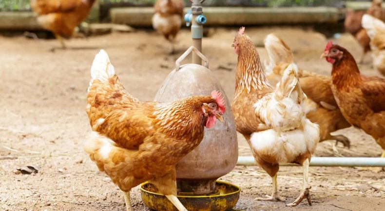 Las autoridadesmexicanas habían suspendido las importaciones del sector tras el brote deInfluenza Aviar.&nbsp;