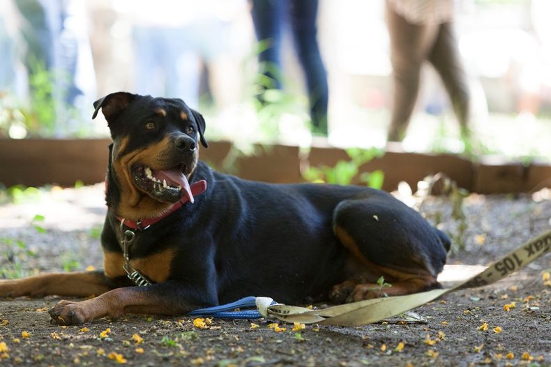 WhatsApp Image 2020 05 14 at 14.46.30.jpeg