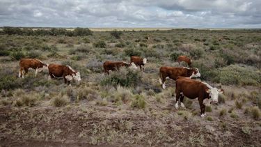 El INTA potencia la ganadería sustentable en la Patagonia