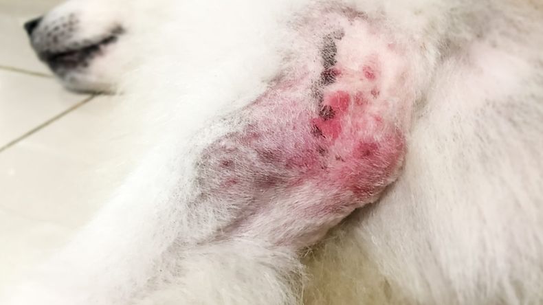 La leishmaniasis canina puede ocasionar debilidad y lesiones en la piel, entre otros síntomas.
