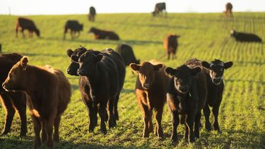 Alternativas naturales para controlar la parasitosis bovina.