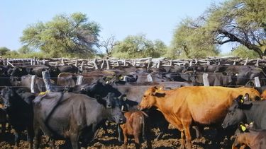 Motivar | rodeos 1.jpg