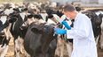 Influenza aviar en bovinos: El foco de la prevención está puesto en la bioseguridad.
