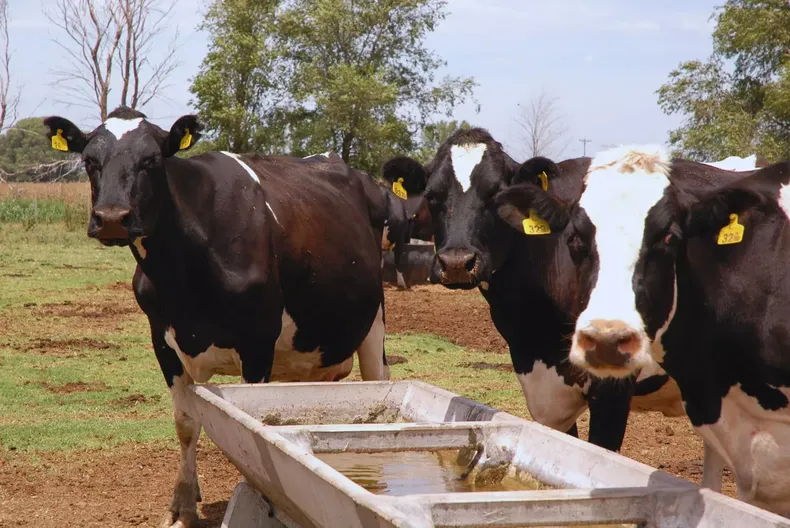 Purines: una solución sostenible para mejorar forrajes.