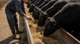 La optimización de la Nutrición animal es pilar fundamental para el éxito reproductivo y la eficiencia en el engorde de bovinos.