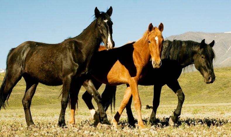 Los investigadoresdieron un paso más al aplicar la edición genética a equinos de alta performance.