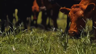 INTA detecta casos ocultos de tuberculosis bovina con diagnóstico dual.