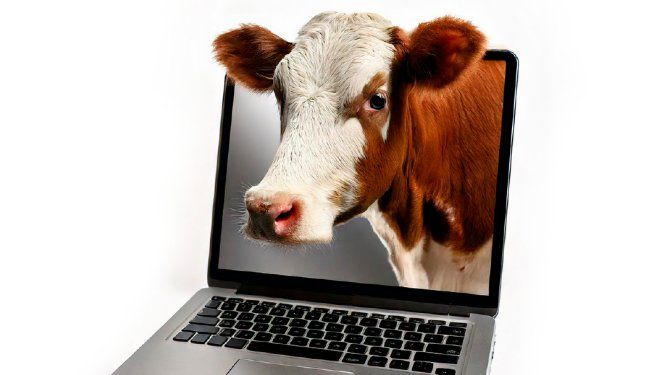 El equipo de Rumiantes de Ceva busca contribuir al desarrollo de una producción agropecuaria sostenible en Argentina.