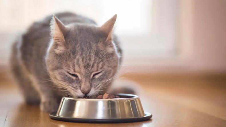 Felinos. El curso de AAMeFe brindará herramientas para la implementación de planes alimenticios personalizados.