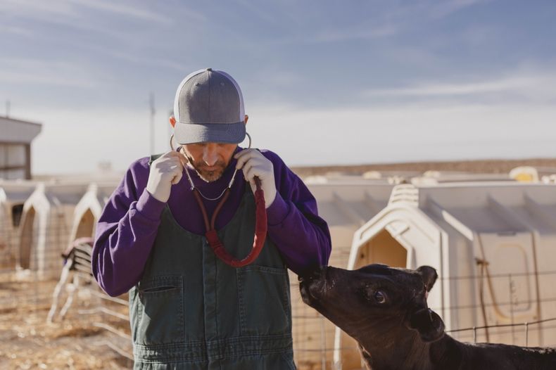 El 55 % de los veterinarios de animales de producción encuestados consideraron que su profesión era valorada.