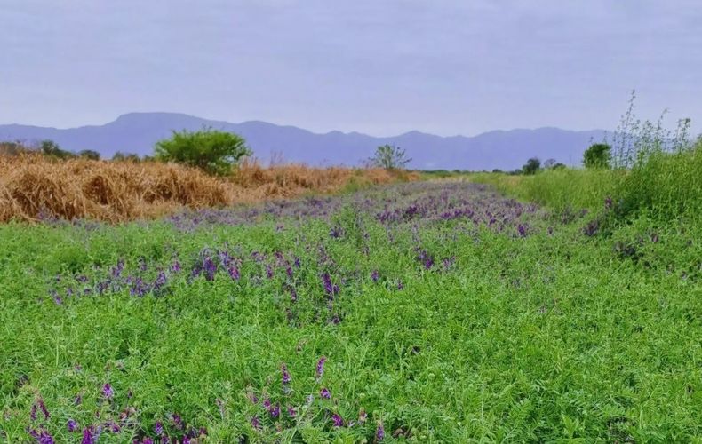 La inclusión de loscultivos de servicio en la secuencia agrícola causa múltiples efectos.