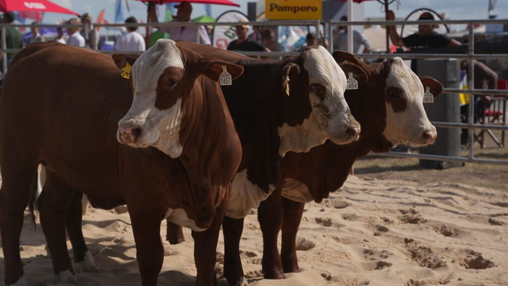 Se habló de las características productivas y sanitarias de los bovinos Braford. Se habló de las características productivas y sanitarias de los bovinos Braford.