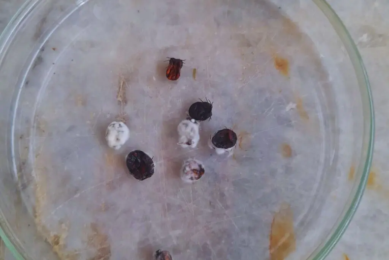 La resistencia que desarrolló la garrapata bovina es uno de los problemas que afronta la ganadería actual, principalmente en el norte del país.