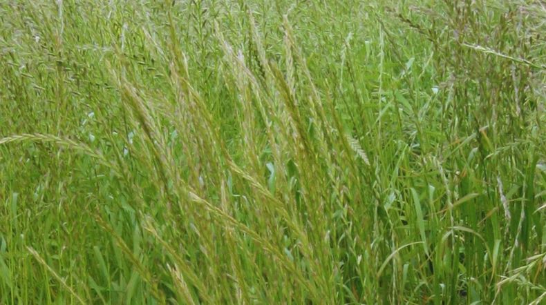 El manejo ideal de raigrás debe incluir rotación de herbicidas, cultivos de cobertura y ocasionalmente el uso de labranzas.