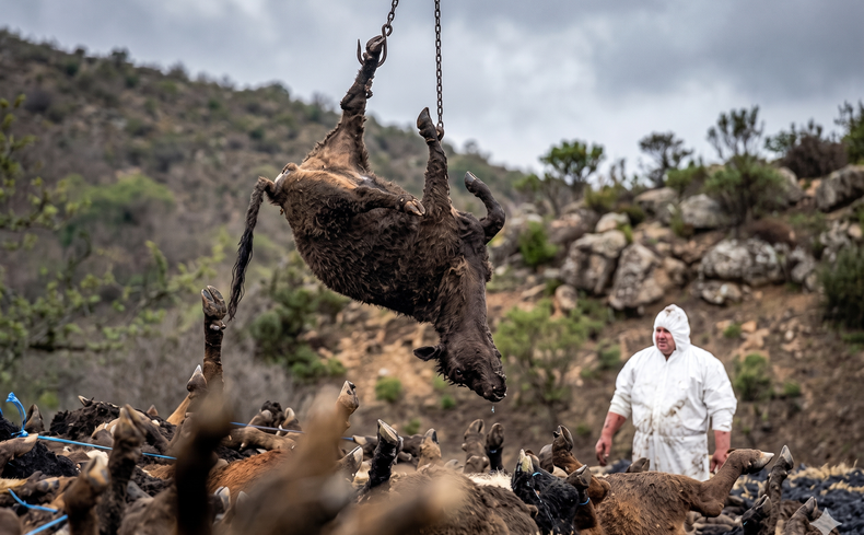 Fiebre aftosa. Sacrificio sanitario total de los animales en los predios afectados en Grecia.