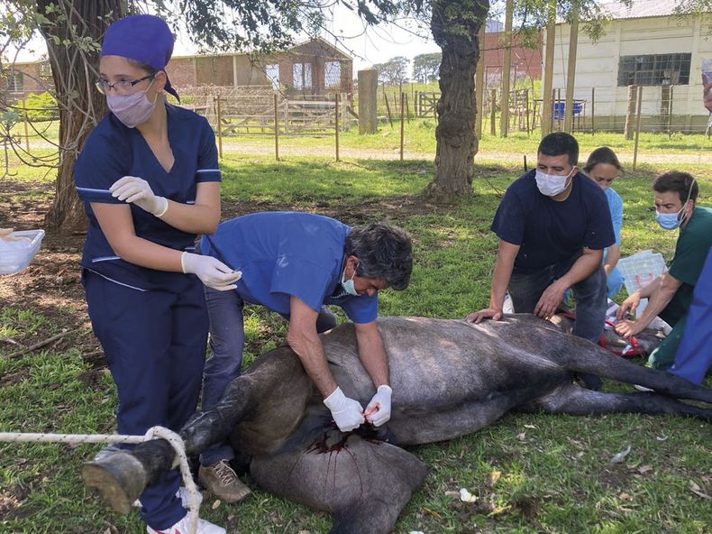 El veterinario, pieza clave en la sanidad equina