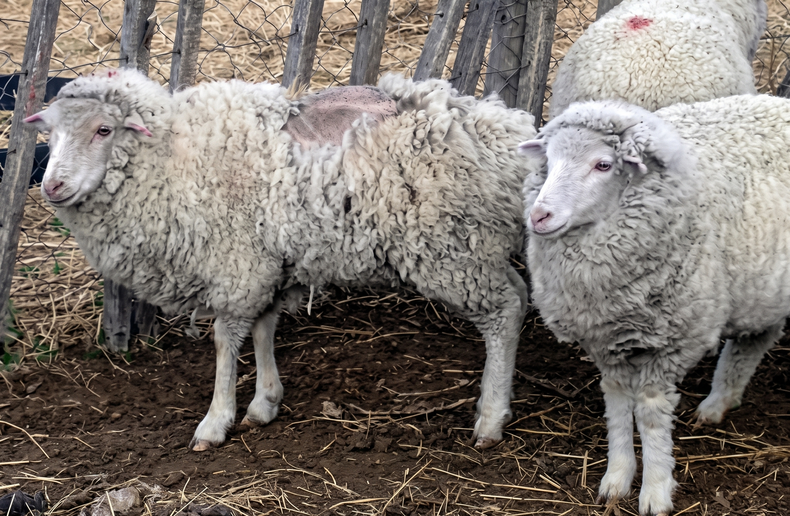 Denuncian que hay más de 60 mil animales afectados por sarna ovina en Chubut.