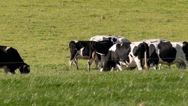 Las exportaciones de productos lácteos registraron un notable salto interanual. Las exportaciones de productos lácteos registraron un notable salto interanual.