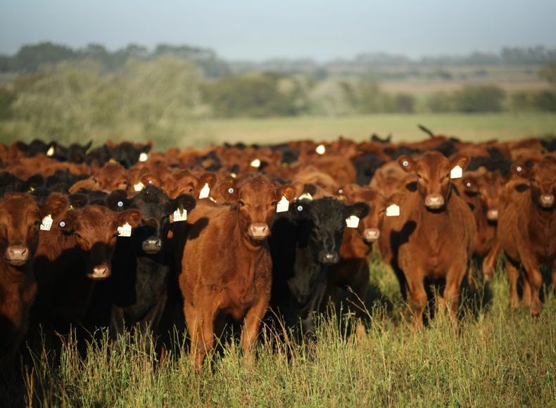 El INTA busca fortalecer el desarrollo ganadero.