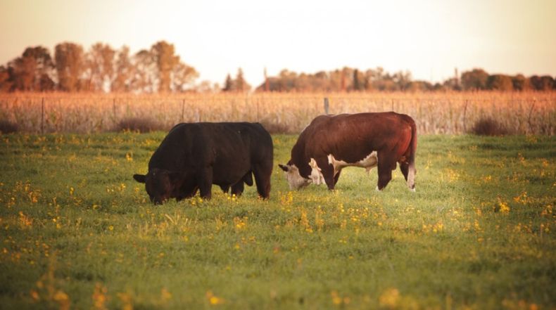 La vaca, clave en la nutrición que define la calidad del ternero.