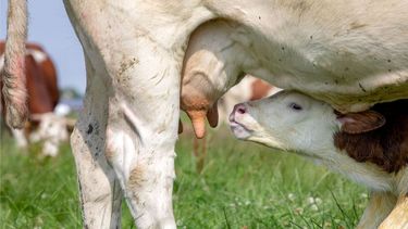 La prevención de la mastitis es más importante durante los tres primeros meses tras la parición.