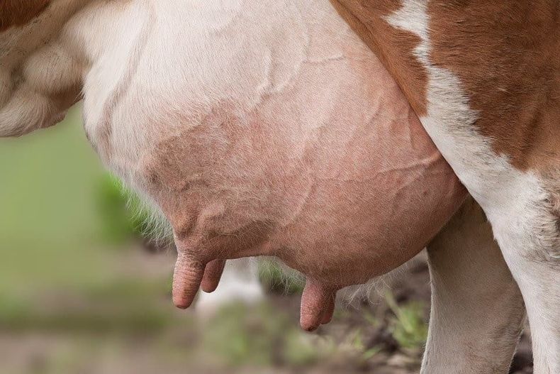 El análisis de la mastitis se basará principalmente en la utilización de Vitamina D como inmunomodulador.