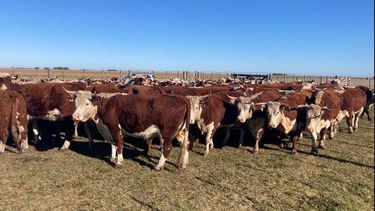 El mayor desafío es que los productores inviertan en biológicos, lo que se reflejará en una mejora en los índices de preñez bovina.