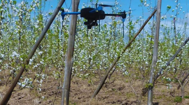 Drones e inteligencia artificial para monitorear cultivos y mejorar decisiones.