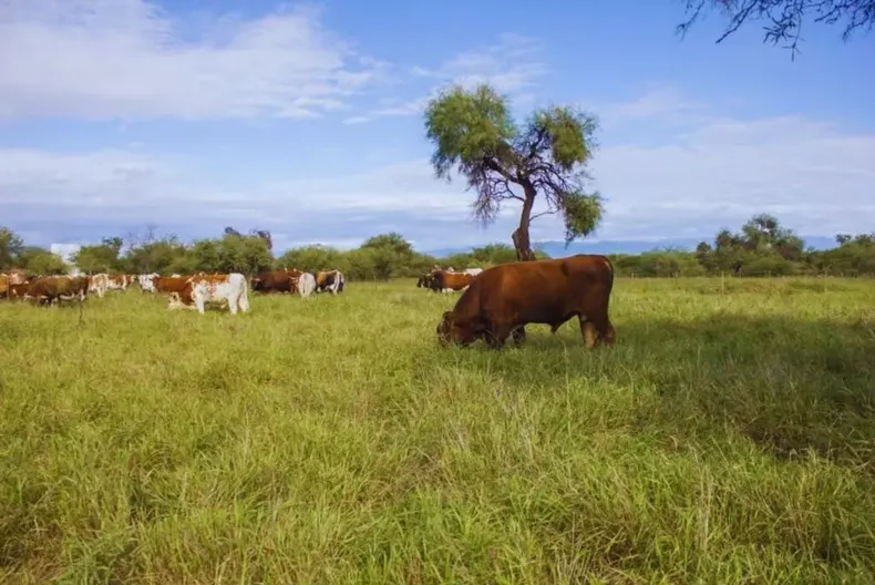 Correcta siembra deforrajes y manejo estratégico, claves para la producción ganadera.