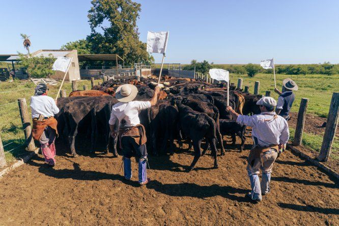 La recomendación de FADEFA es seguir vacunando contra la fiebre aftosa.&nbsp;