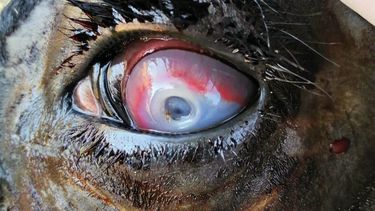 La queratoconjuntivitis no es una novedad, pero sí un desafío recurrente.