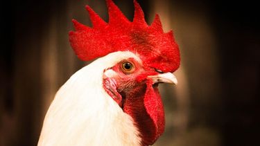 Exportaciones en riesgo por influenza aviar.