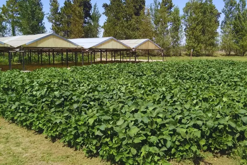 La soja muestra su potencial cuando el manejo acompaña.