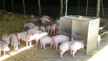 El Programa prevé módulostales como gestación, manejo de cachorra, engorde y alimentación de porcinos.