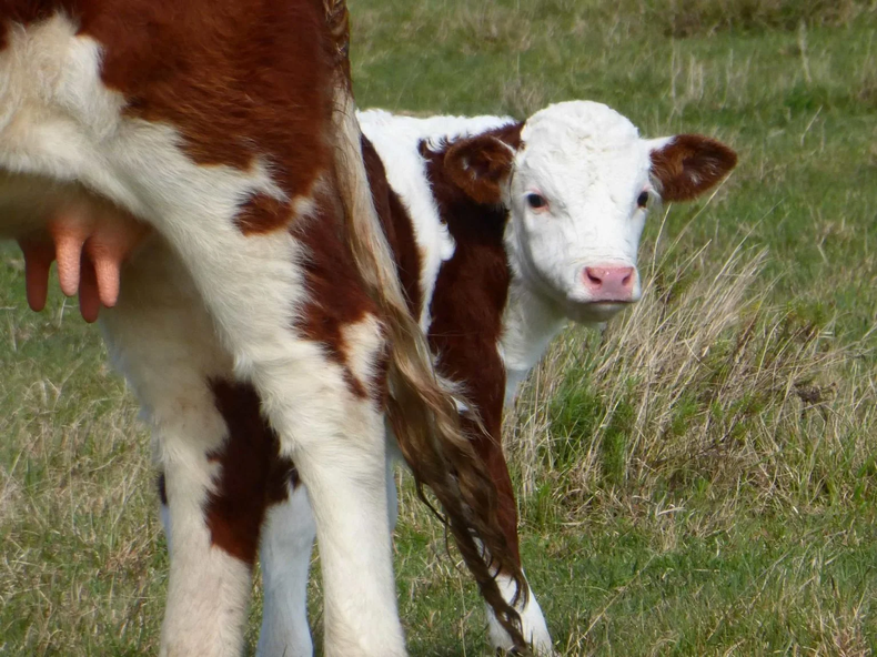 Reproducción bovina. Cada aborto impacta directo en los índices de destete.