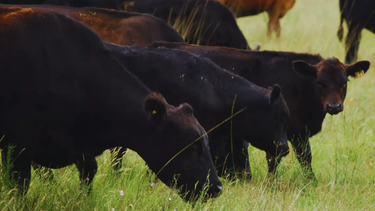 El proyecto vacunal contra la fiebre aftosa ganó el año pasado un premio a soluciones innovadoras.&nbsp;