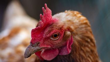 Tercer caso de influenza aviar en granjas comerciales en lo que va del año y primero en Córdoba.