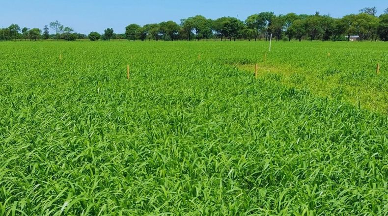 Moha, una gramínea clave para diversificar la oferta de forrajes.