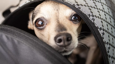 Los tutores pueden viajar con sus animales de compañía y disfrutar de recorridos de larga distancia.