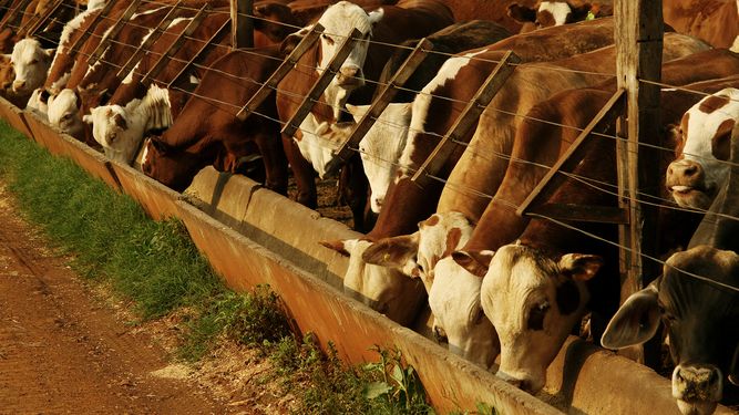 El sector ganadero argentino busca fortalecer la eficiencia y el estatus sanitario en los sistemas de engorde a corral.