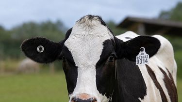 Calidad de caravanas electrónicas para identificación bovina y trazabilidad ACA.