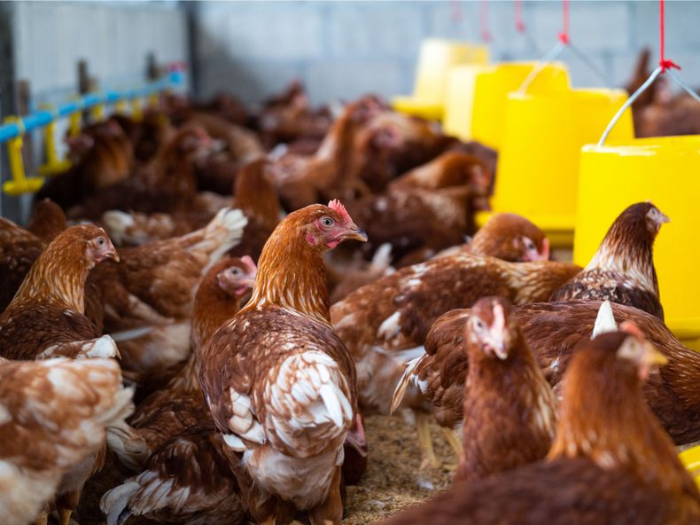 Influenza Aviar: piden vacunar.