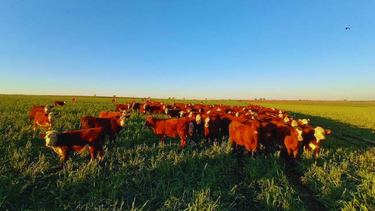 INTA valida cultivares para mayor producción de forraje.