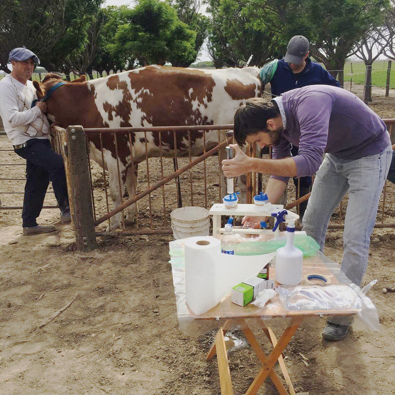 Reproducción Animal: ¿impacta La Biotecnología En El Campo?