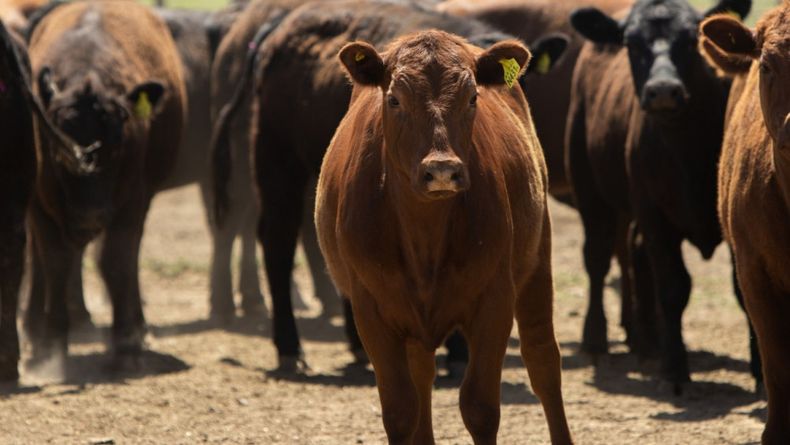 El Senasa automatiza requisitos clave para frenar la brucelosis bovina.