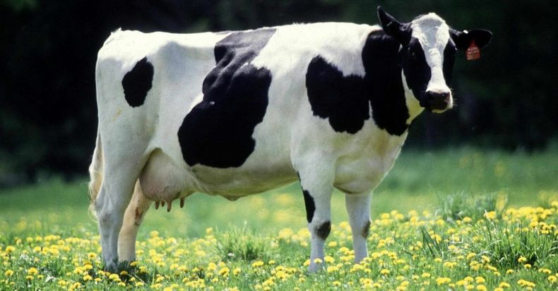Vaca lechera e1573242203242.jpg