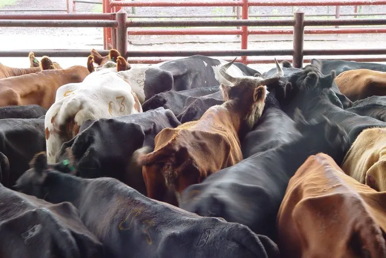 Según Rosgan, mejoró la relación de precios entre una vaquillona preñada y una vaca de descarte.