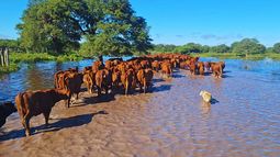 El manejo sanitario es fundamental en situaciones de excesos hídricos. El manejo sanitario es fundamental en situaciones de excesos hídricos.